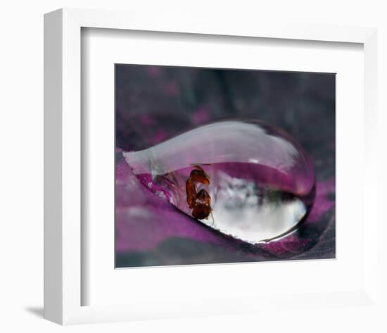 Caught in a Droplet-null-Framed Premium Giclee Print