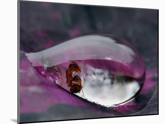 Caught in a droplet-Jimmy Hoffman-Mounted Photographic Print