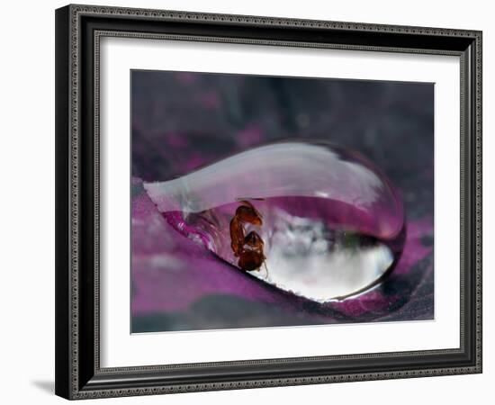 Caught in a droplet-Jimmy Hoffman-Framed Photographic Print