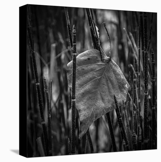 Caught-Andrew Geiger-Framed Stretched Canvas