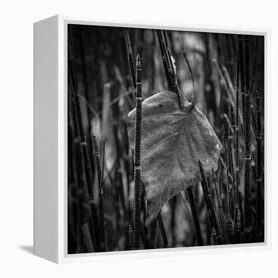 Caught-Andrew Geiger-Framed Stretched Canvas