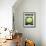 Cauliflower Seed Packet-Lantern Press-Framed Art Print displayed on a wall