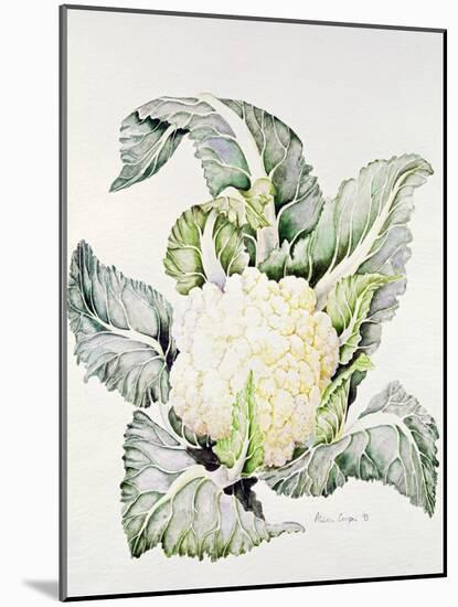 Cauliflower Study, 1993-Alison Cooper-Mounted Giclee Print