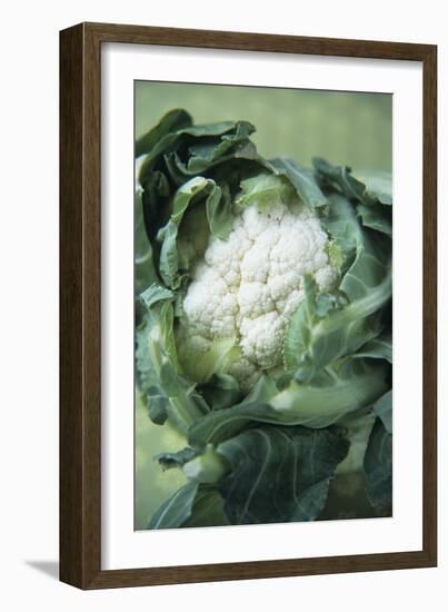 Cauliflower-Veronique Leplat-Framed Photographic Print