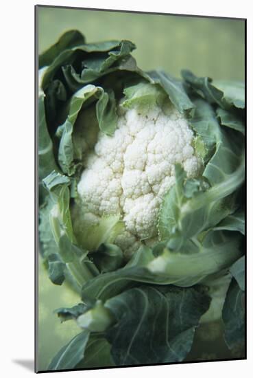 Cauliflower-Veronique Leplat-Mounted Photographic Print