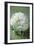 Cauliflower-Veronique Leplat-Framed Photographic Print