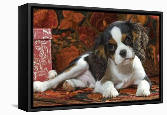 Cavalier King Charles Dog Puppy-null-Framed Premier Image Canvas