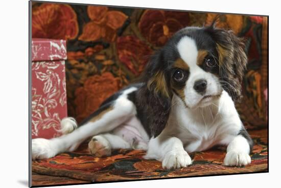 Cavalier King Charles Dog Puppy-null-Mounted Photographic Print