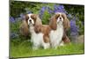 Cavalier King Charles' Sitting Together in Garden-null-Mounted Photographic Print