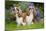 Cavalier King Charles' Sitting Together in Garden-null-Mounted Photographic Print