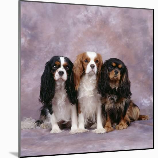 Cavalier King Charles Spaniel Dog Three in Line-null-Mounted Photographic Print