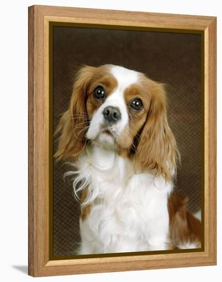 Cavalier King Charles Spaniel Dog-null-Framed Premier Image Canvas