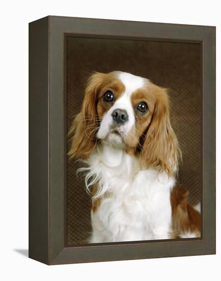 Cavalier King Charles Spaniel Dog-null-Framed Premier Image Canvas