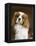 Cavalier King Charles Spaniel Dog-null-Framed Premier Image Canvas