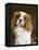 Cavalier King Charles Spaniel Dog-null-Framed Premier Image Canvas