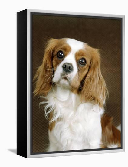 Cavalier King Charles Spaniel Dog-null-Framed Premier Image Canvas