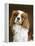 Cavalier King Charles Spaniel Dog-null-Framed Premier Image Canvas