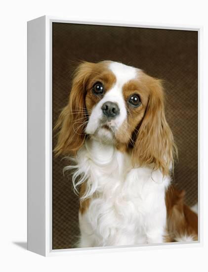 Cavalier King Charles Spaniel Dog-null-Framed Premier Image Canvas