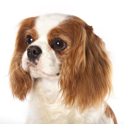 Cavalier King Charles Spaniel Dog Photographic Print by Lilun | Art.com
