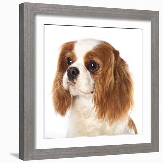 Cavalier King Charles Spaniel Dog-Lilun-Framed Photographic Print