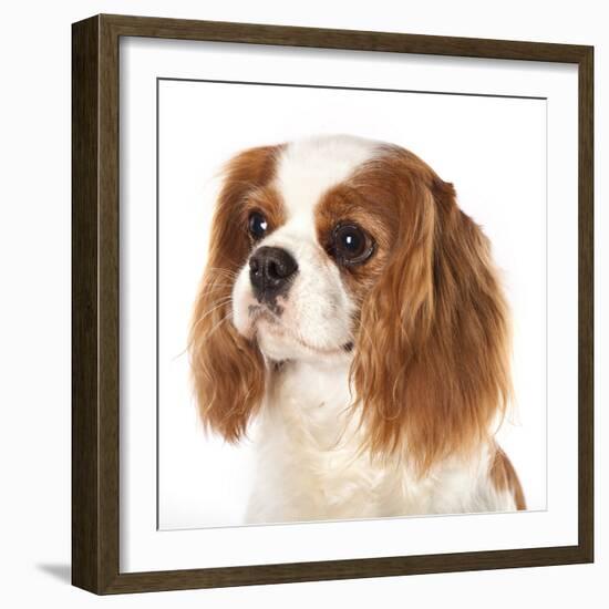 Cavalier King Charles Spaniel Dog-Lilun-Framed Photographic Print