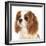 Cavalier King Charles Spaniel Dog-Lilun-Framed Photographic Print