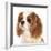 Cavalier King Charles Spaniel Dog-Lilun-Framed Photographic Print