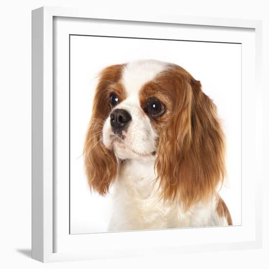 Cavalier King Charles Spaniel Dog-Lilun-Framed Photographic Print