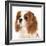 Cavalier King Charles Spaniel Dog-Lilun-Framed Photographic Print