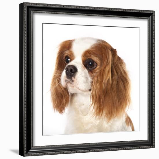 Cavalier King Charles Spaniel Dog-Lilun-Framed Photographic Print