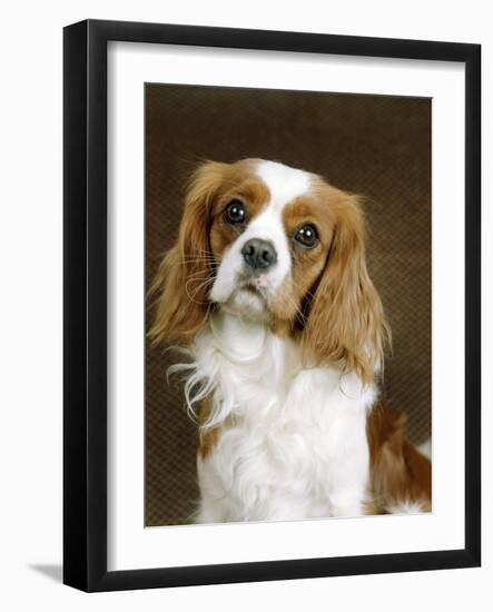 Cavalier King Charles Spaniel Dog-null-Framed Photographic Print