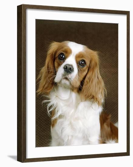 Cavalier King Charles Spaniel Dog-null-Framed Photographic Print