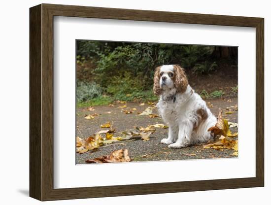 Cavalier King Charles Spaniel, on her driveway in Autumn. (PR)-Janet Horton-Framed Photographic Print