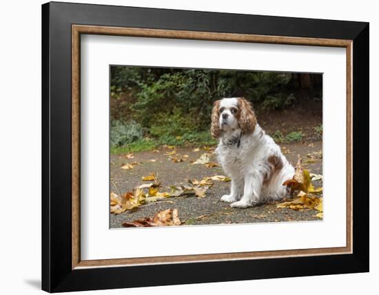 Cavalier King Charles Spaniel, on her driveway in Autumn. (PR)-Janet Horton-Framed Photographic Print