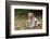 Cavalier King Charles Spaniel, on her driveway in Autumn. (PR)-Janet Horton-Framed Photographic Print