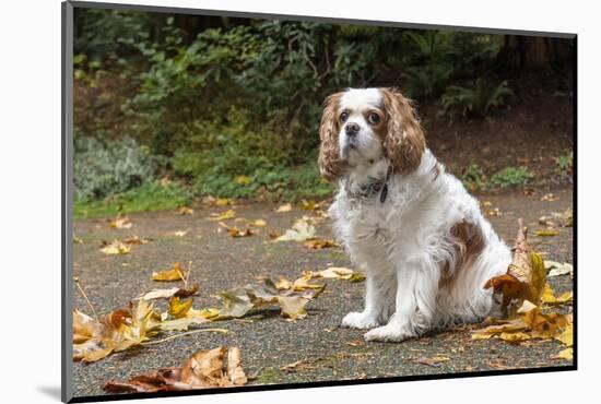 Cavalier King Charles Spaniel, on her driveway in Autumn. (PR)-Janet Horton-Mounted Photographic Print