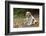 Cavalier King Charles Spaniel, on her driveway in Autumn. (PR)-Janet Horton-Framed Photographic Print
