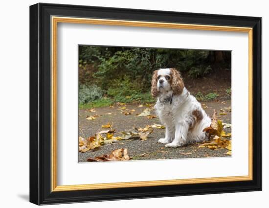 Cavalier King Charles Spaniel, on her driveway in Autumn. (PR)-Janet Horton-Framed Photographic Print