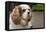 Cavalier King Charles Spaniel, on her driveway in Autumn. (PR)-Janet Horton-Framed Premier Image Canvas