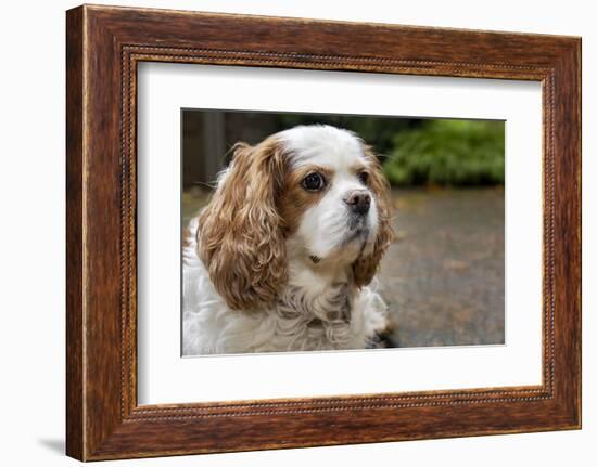 Cavalier King Charles Spaniel, on her driveway in Autumn. (PR)-Janet Horton-Framed Photographic Print