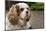 Cavalier King Charles Spaniel, on her driveway in Autumn. (PR)-Janet Horton-Mounted Photographic Print