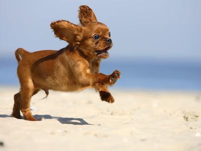 ruby cavalier king charles spaniel puppy