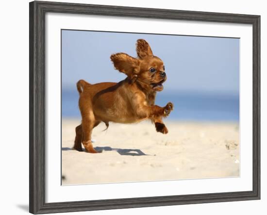 Cavalier King Charles Spaniel, Puppy, 14 Weeks, Ruby, Running on Beach, Jumping, Ears Flapping-Petra Wegner-Framed Photographic Print