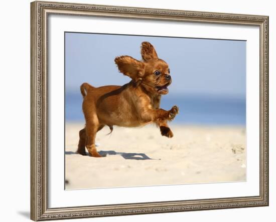 Cavalier King Charles Spaniel, Puppy, 14 Weeks, Ruby, Running on Beach, Jumping, Ears Flapping-Petra Wegner-Framed Photographic Print