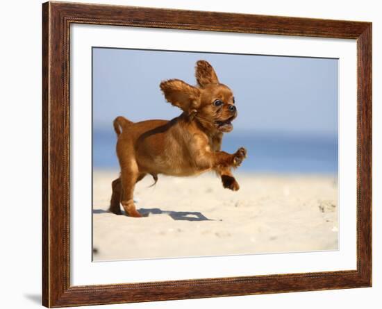 Cavalier King Charles Spaniel, Puppy, 14 Weeks, Ruby, Running on Beach, Jumping, Ears Flapping-Petra Wegner-Framed Photographic Print