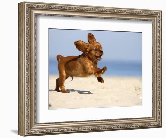 Cavalier King Charles Spaniel, Puppy, 14 Weeks, Ruby, Running on Beach, Jumping, Ears Flapping-Petra Wegner-Framed Photographic Print