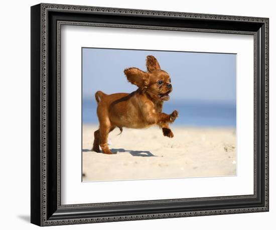 Cavalier King Charles Spaniel, Puppy, 14 Weeks, Ruby, Running on Beach, Jumping, Ears Flapping-Petra Wegner-Framed Photographic Print