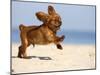Cavalier King Charles Spaniel, Puppy, 14 Weeks, Ruby, Running on Beach, Jumping, Ears Flapping-Petra Wegner-Mounted Photographic Print