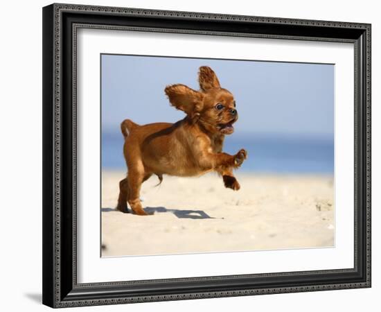 Cavalier King Charles Spaniel, Puppy, 14 Weeks, Ruby, Running on Beach, Jumping, Ears Flapping-Petra Wegner-Framed Photographic Print