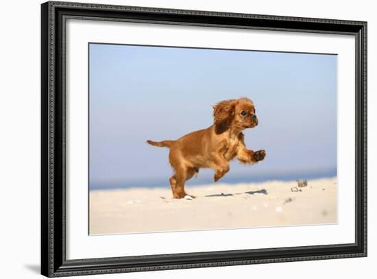 Cavalier King Charles Spaniel, Puppy, 14 Weeks, Ruby, Running on Beach, Jumping-Petra Wegner-Framed Photographic Print